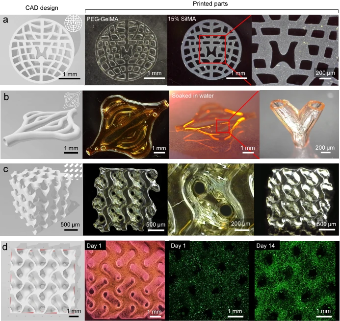 3D列印案例：展示了 Cur-Na 在生成生物醫學應用中常用的複雜 3D 結構時的分辨率和高保真度能力