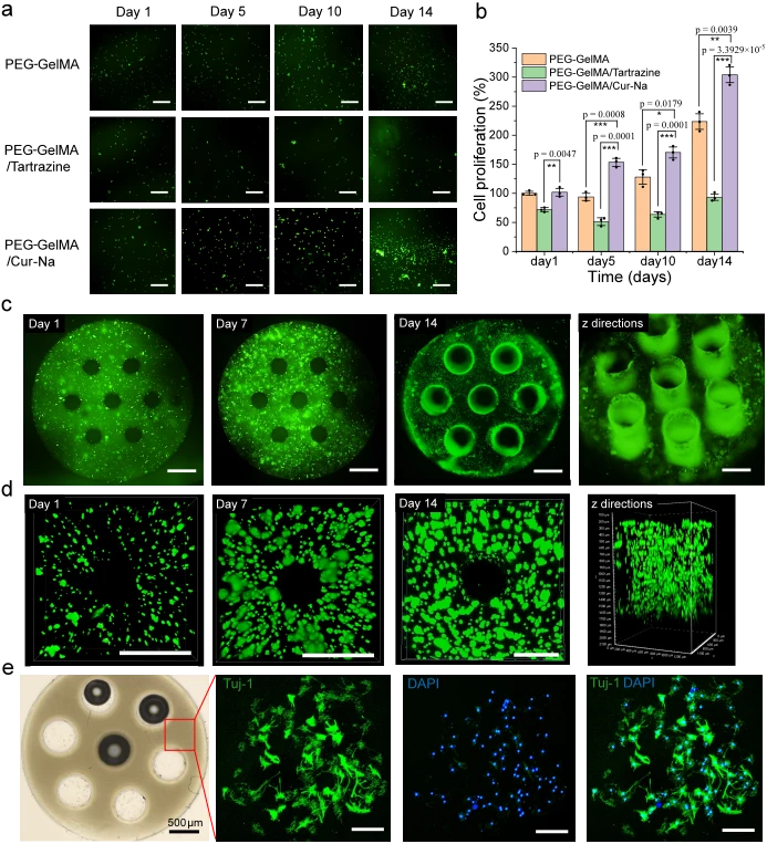 3D列印案例：基於PC-12細胞體外培養的Cur-Na的細胞相容性評估