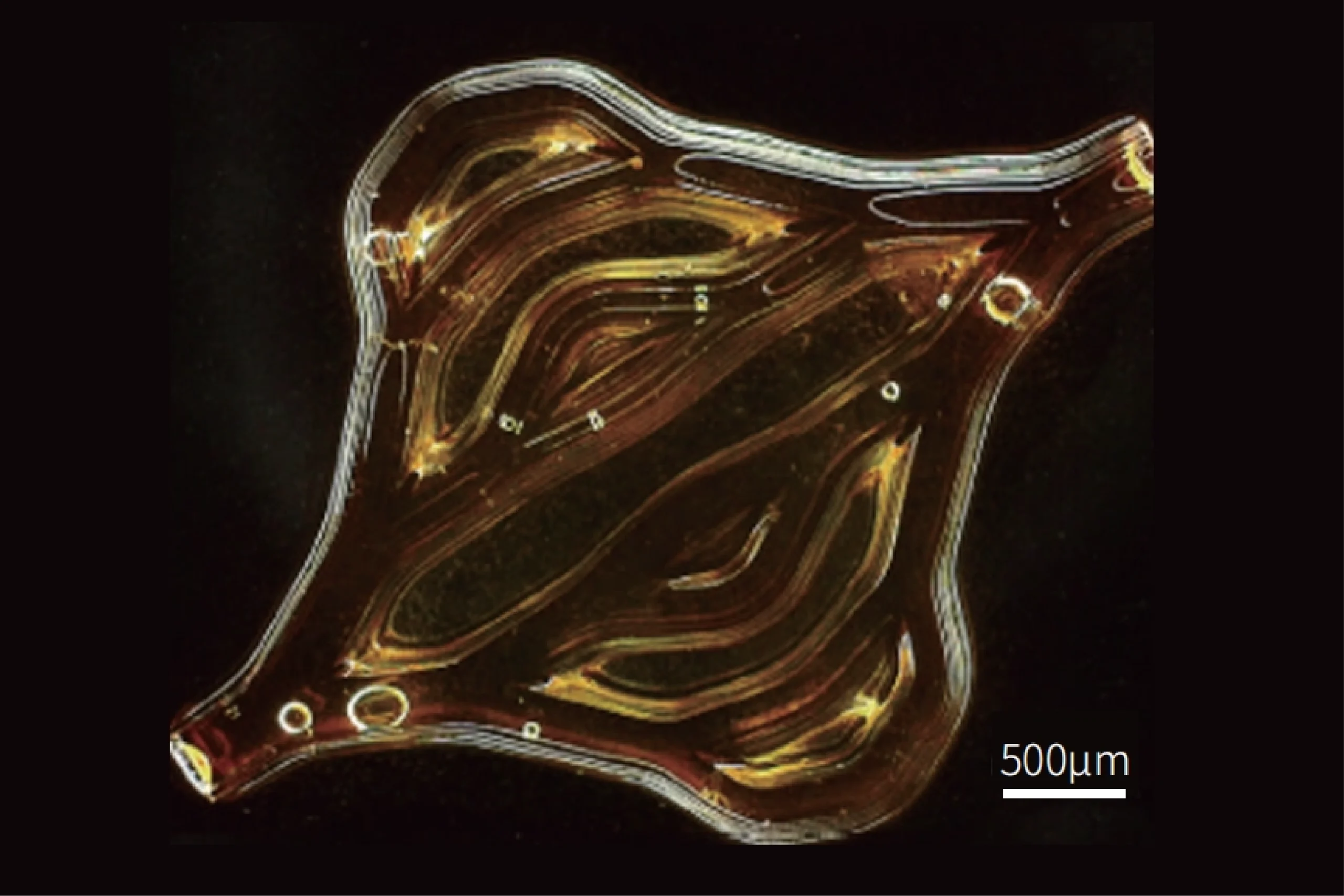 microArch® S150BIO－25微米3D列印機 : 水凝膠血管支架